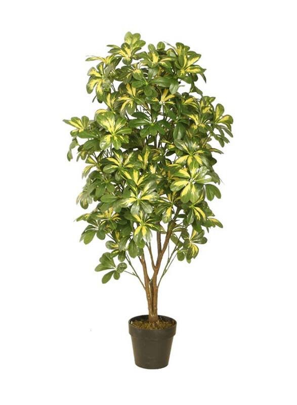 

Danube Home Variegated Scheffera with Pot, Green/Black