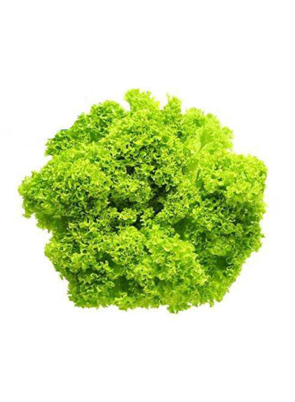 

Casinetto Lollo Bionda Lettuce, 200g