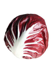 Casinetto Chicory Round Chioggia Italy