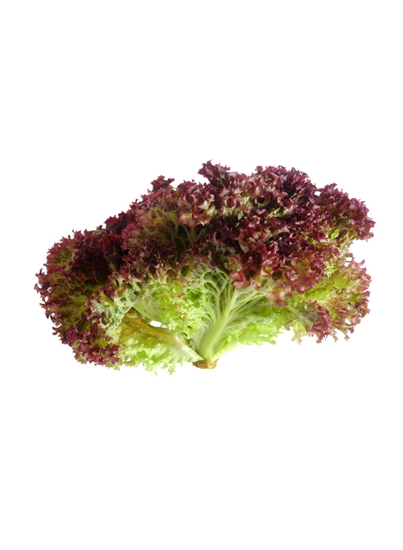 

Casinetto Lollo Rosso Lettuce, 200g