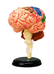 Chapmei 4D Human Anatomy-Human Brain, Multicolour, Ages 8+