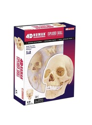 Chapmei Human Anatomy Skull Model, Multicolour, Ages 8+