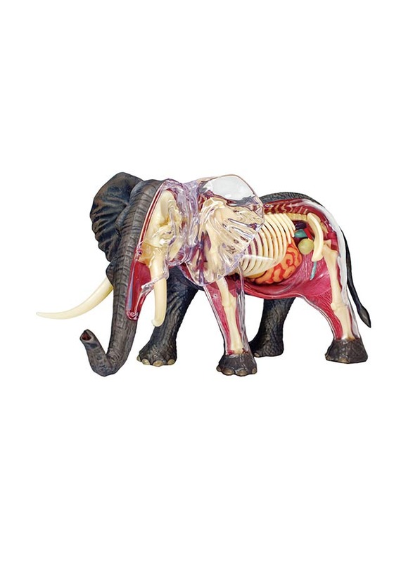 Chapmei 4D Elephant Anatomy, Multicolour, Ages 8+