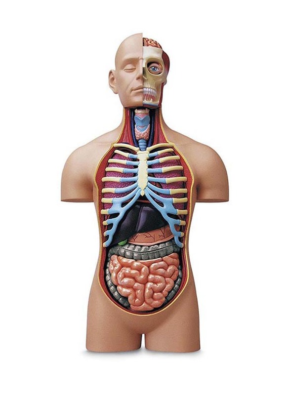 Chapmei 4D Human Anatomy-Small Torso, Multicolour, Ages 8+