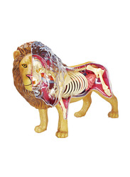 Chapmei 4D Lion Anatomy, Multicolour, Ages 8+