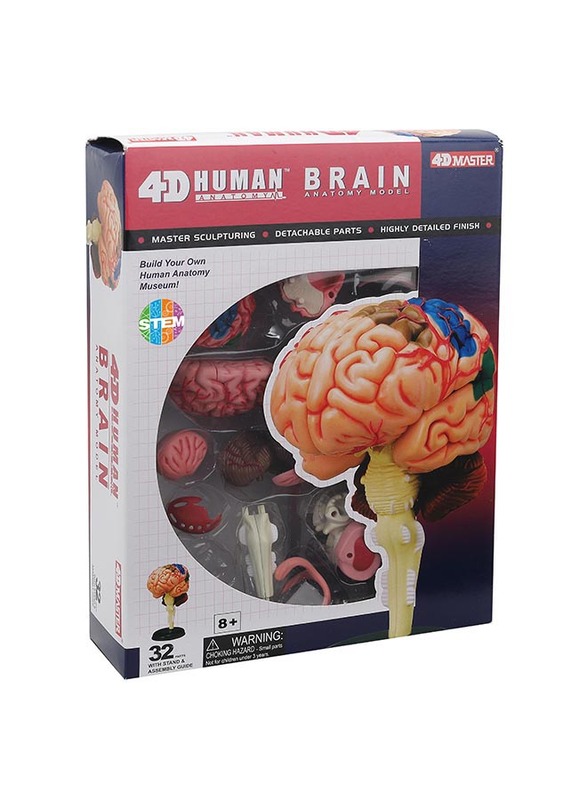 Chapmei 4D Human Anatomy-Human Brain, Multicolour, Ages 8+