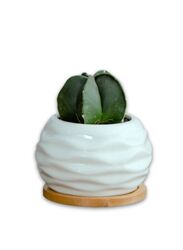 White succulent plant pot with bamboo tray and drainage hole for desk, office, home garden