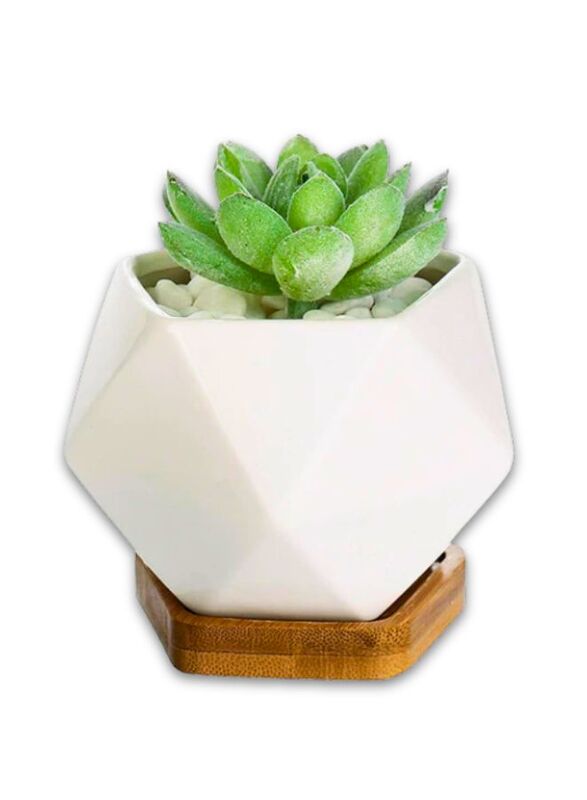 White succulent plant pot with bamboo tray and drainage hole for desk, office, home garden