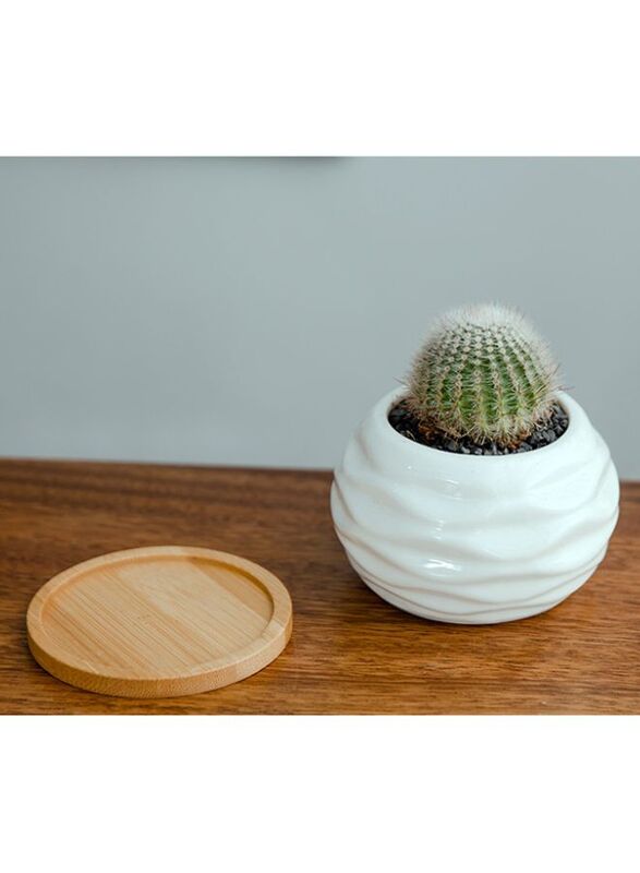 White succulent plant pot with bamboo tray and drainage hole for desk, office, home garden