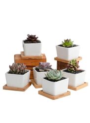 6 Pcs Geometric Succulent Planter, Set of 6 White Ceramic Succulent Cactus Square Planter Pots with Bamboo Tray(Plants NOT Included)