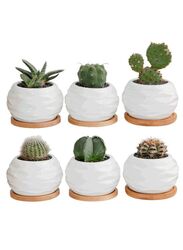 6 Pcs Geometric Succulent Planter, Set of 6 White Ceramic Succulent Cactus Wave Design Planter Pots with Bamboo Tray(Plants NOT Included)